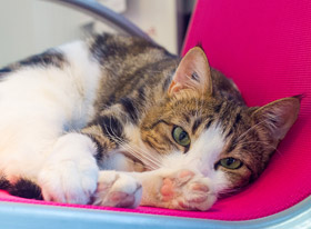 Συμπεριφορά της γάτας